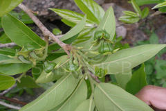 Polyalthia cerasoides